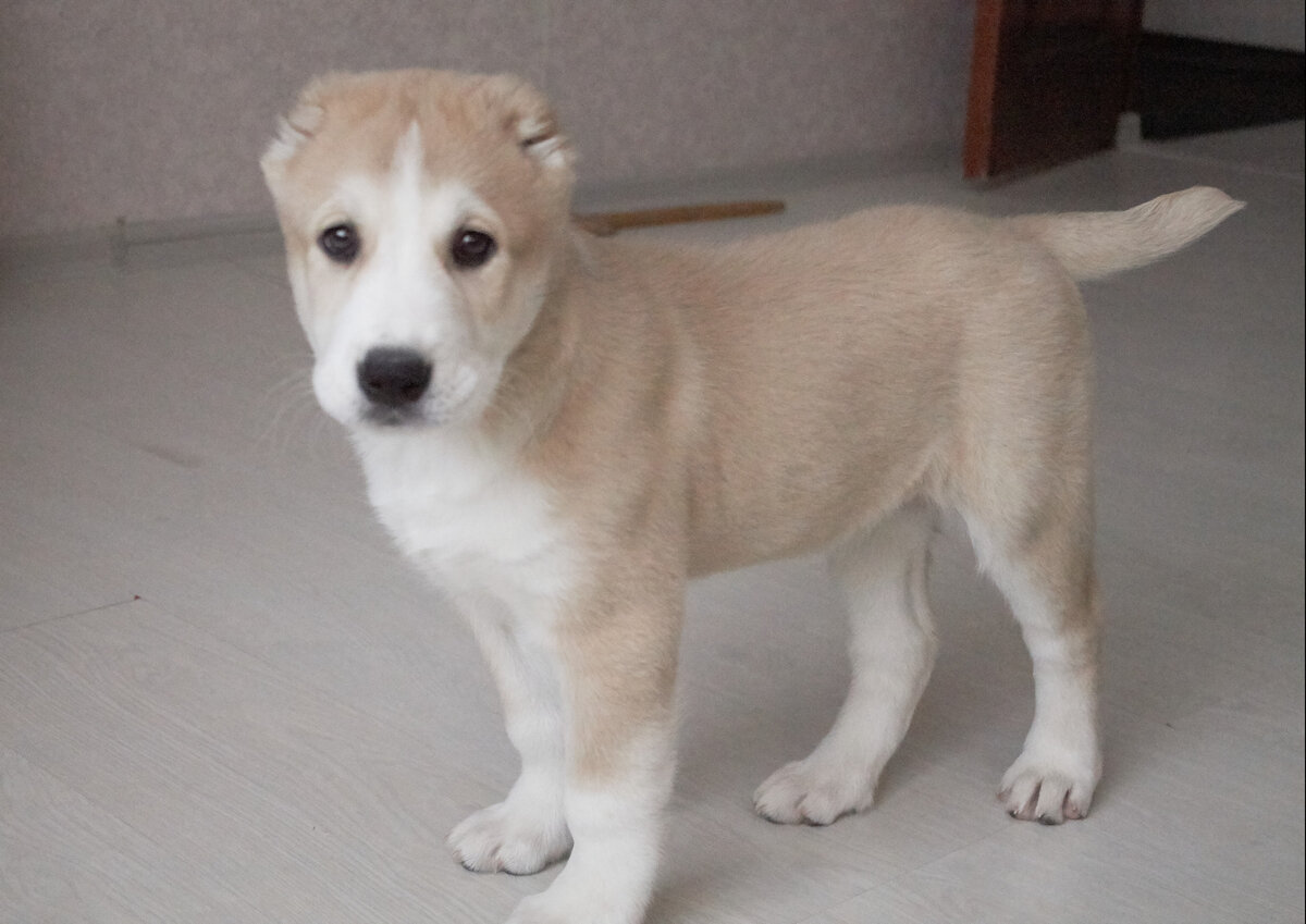 Вот таким щенком мы принесли ее домой.