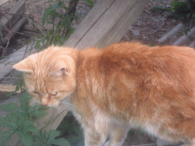 Дворовая кошка Майя