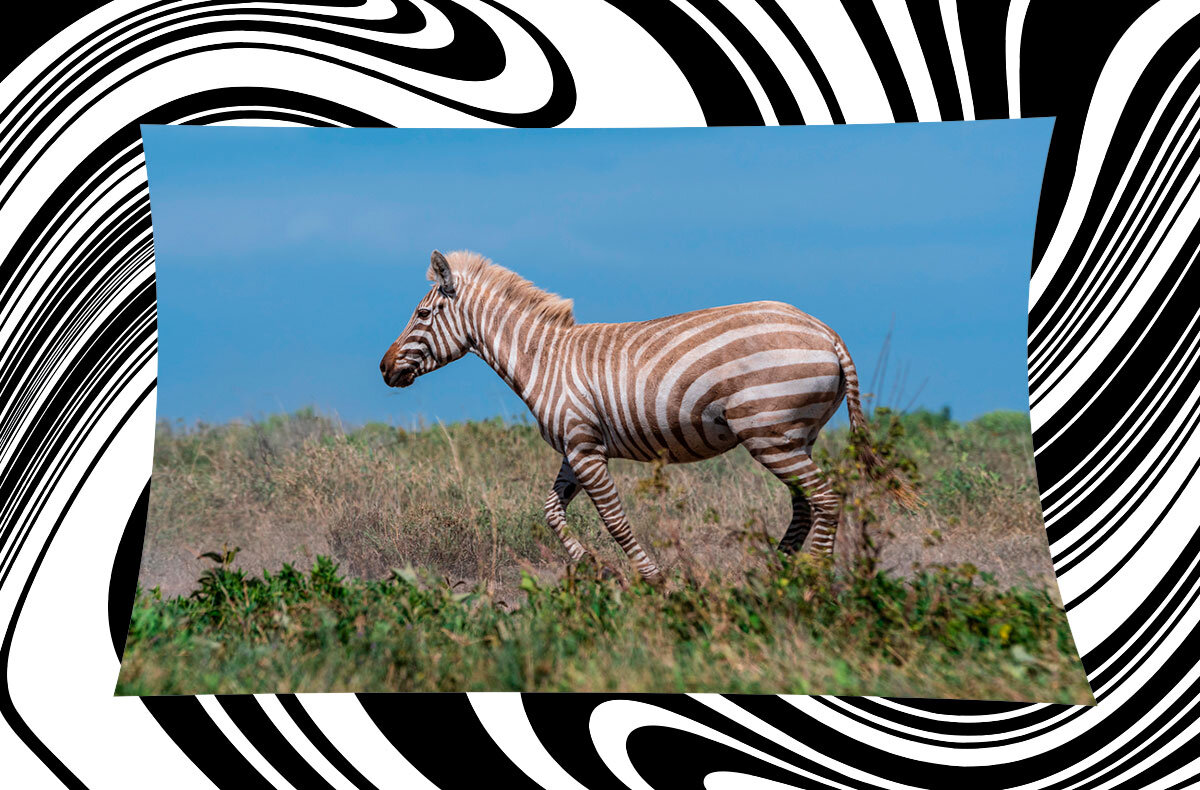 Фото: Sergio Pitamitz / National Geographic 