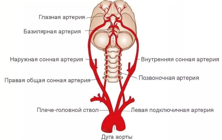 Остеохондроз - симптомы, причины, признаки и методы лечения у взрослых в «СМ-Клиника»