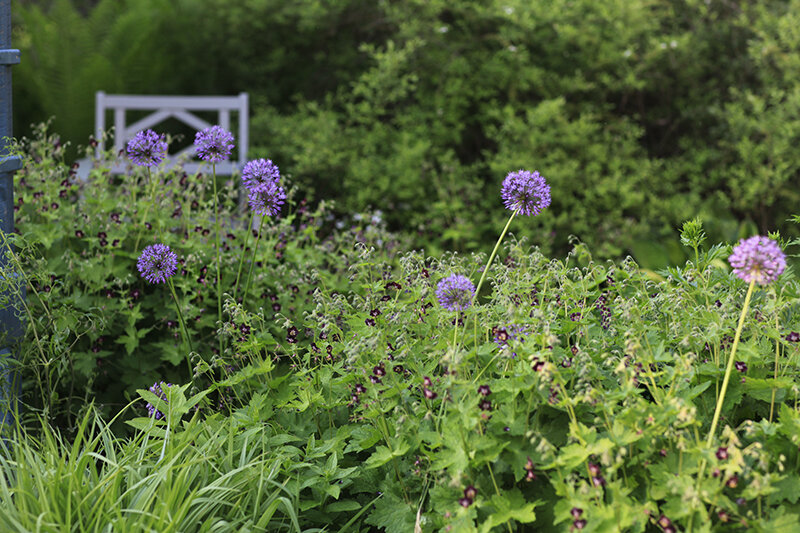 Традесканция, лук, герань темная
