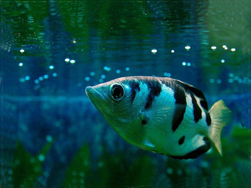 Рыба семейства Taxotidae