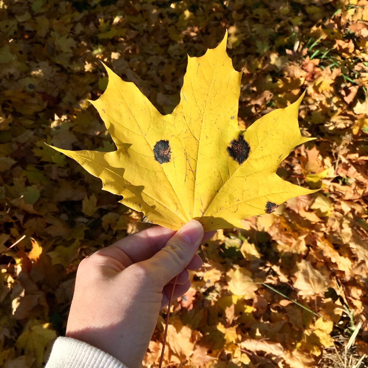 Утром весь мир улыбается, нужно просто увидеть это. Фото автора