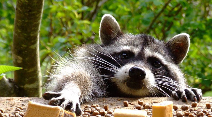 Ну разве не симпотяга?