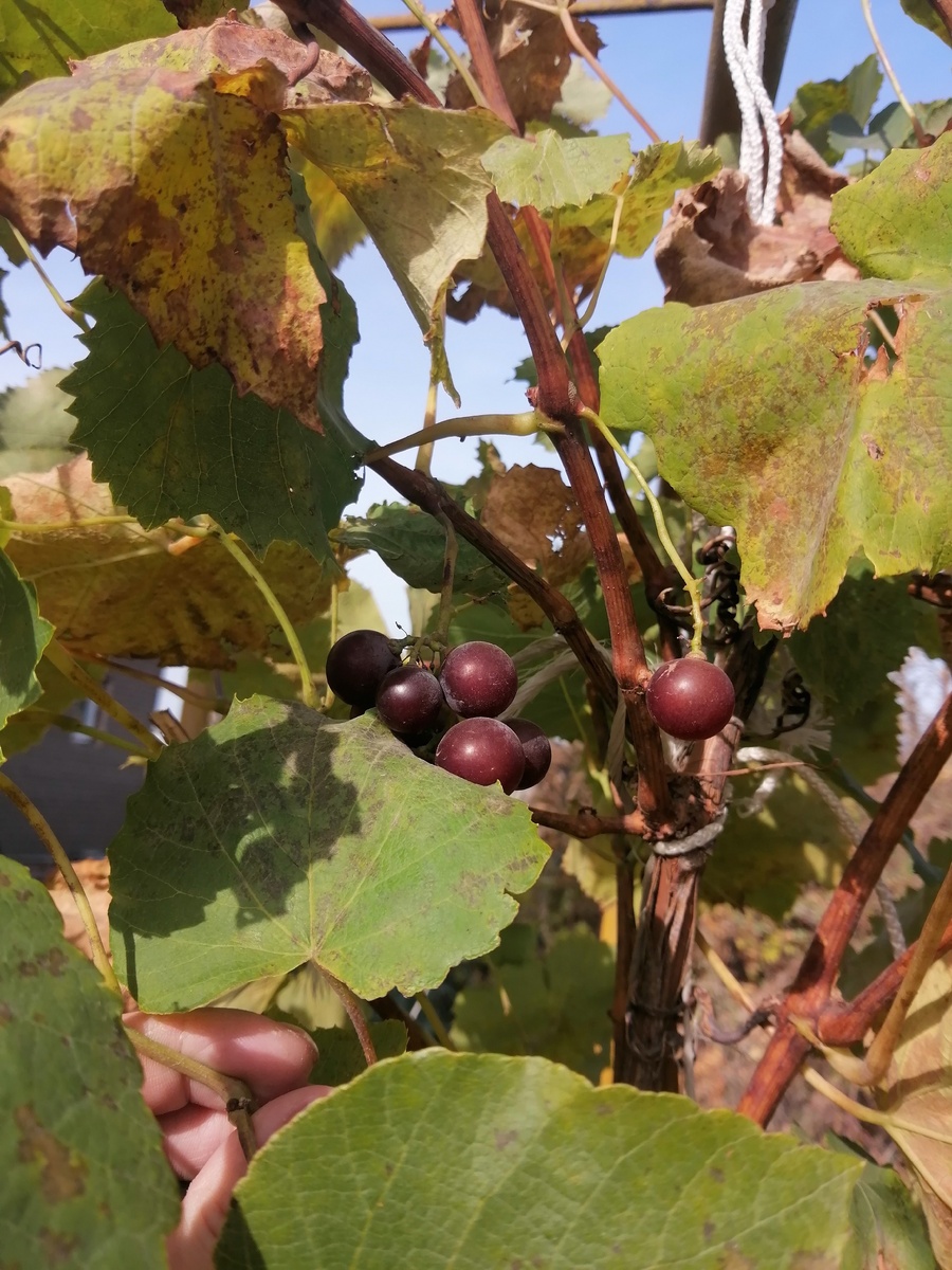 вот такие у меня на огороде растут)