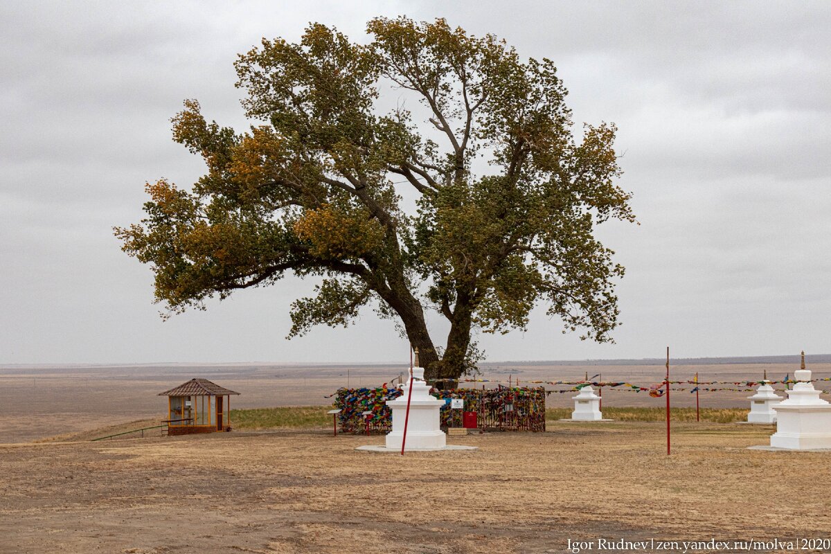 За 150 с лишним лет тополь окреп и возмужал