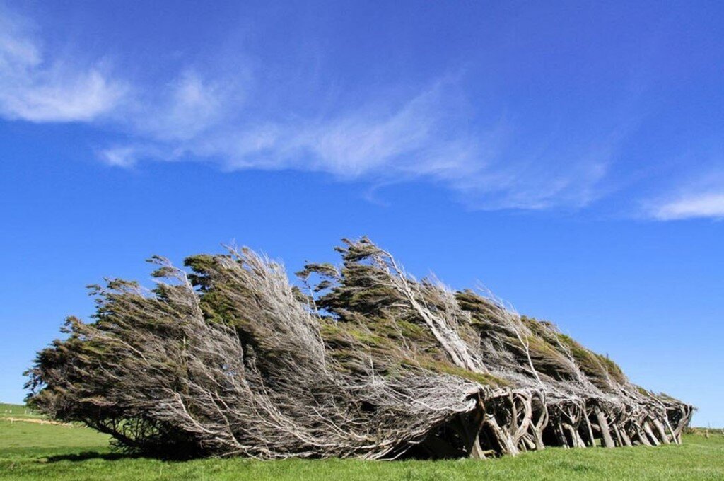 Где самый сильный ветер. Слоуп Пойнт новая Зеландия. Гнутые деревья на слоуп Пойнт - новая Зеландия. Мыс slope point, новая Зеландия. Мыс slope point, новая Зеландия фото.