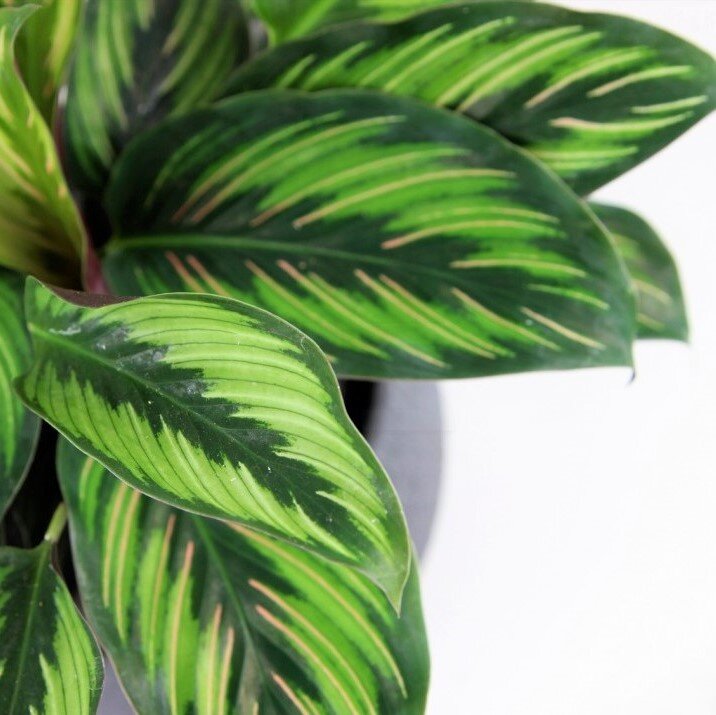 Уход за калатеей