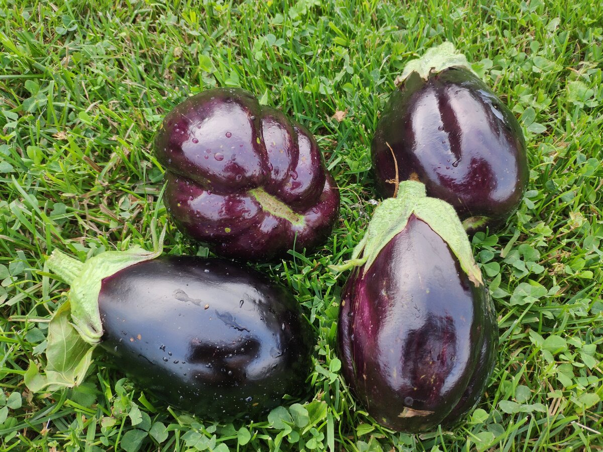 Июль. Первые баклажаны