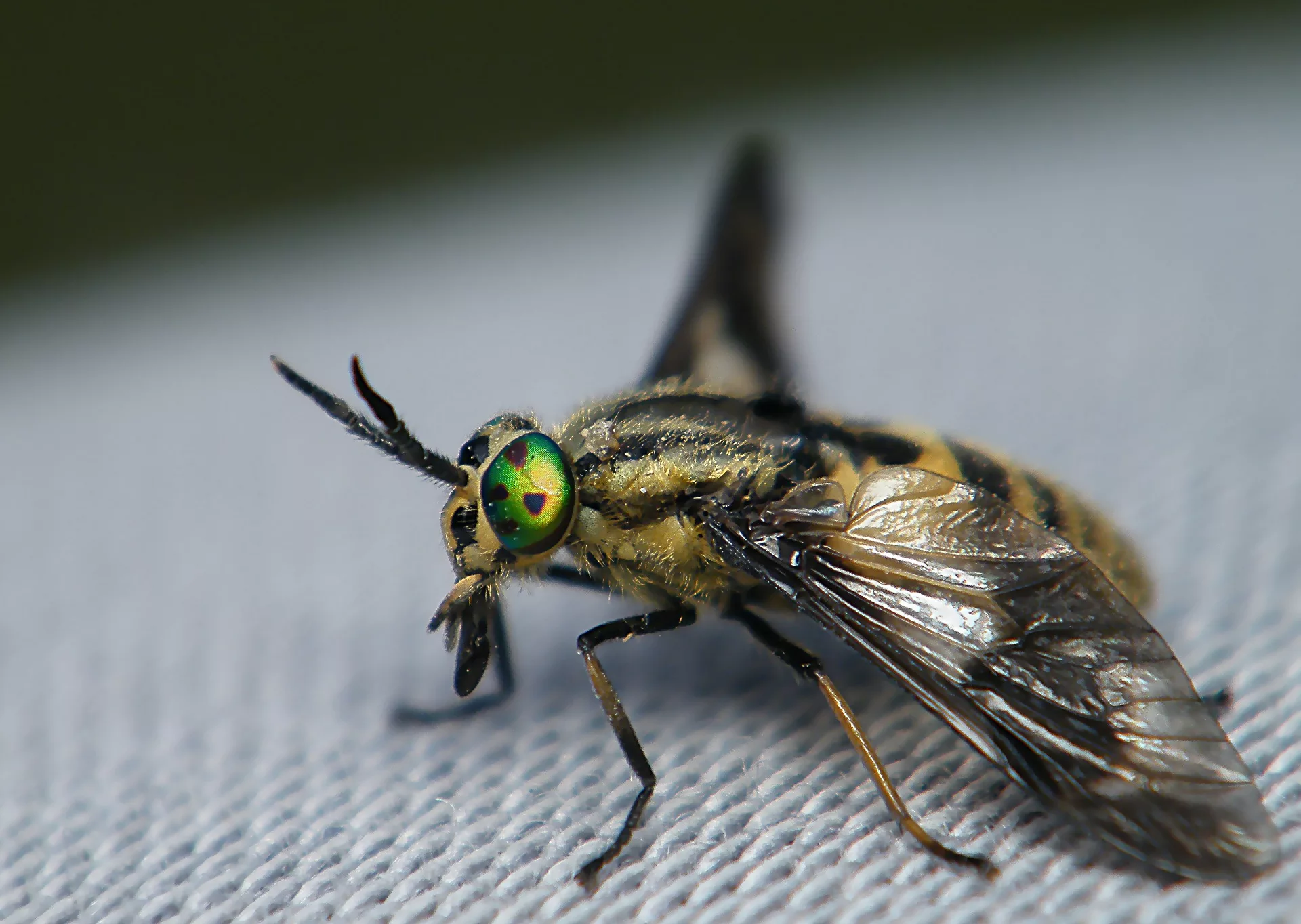 Овод дзен. Слепень златоглазик Лесной. Овод Oestridae. Слепни (Tabanidae). Желтый слепень.