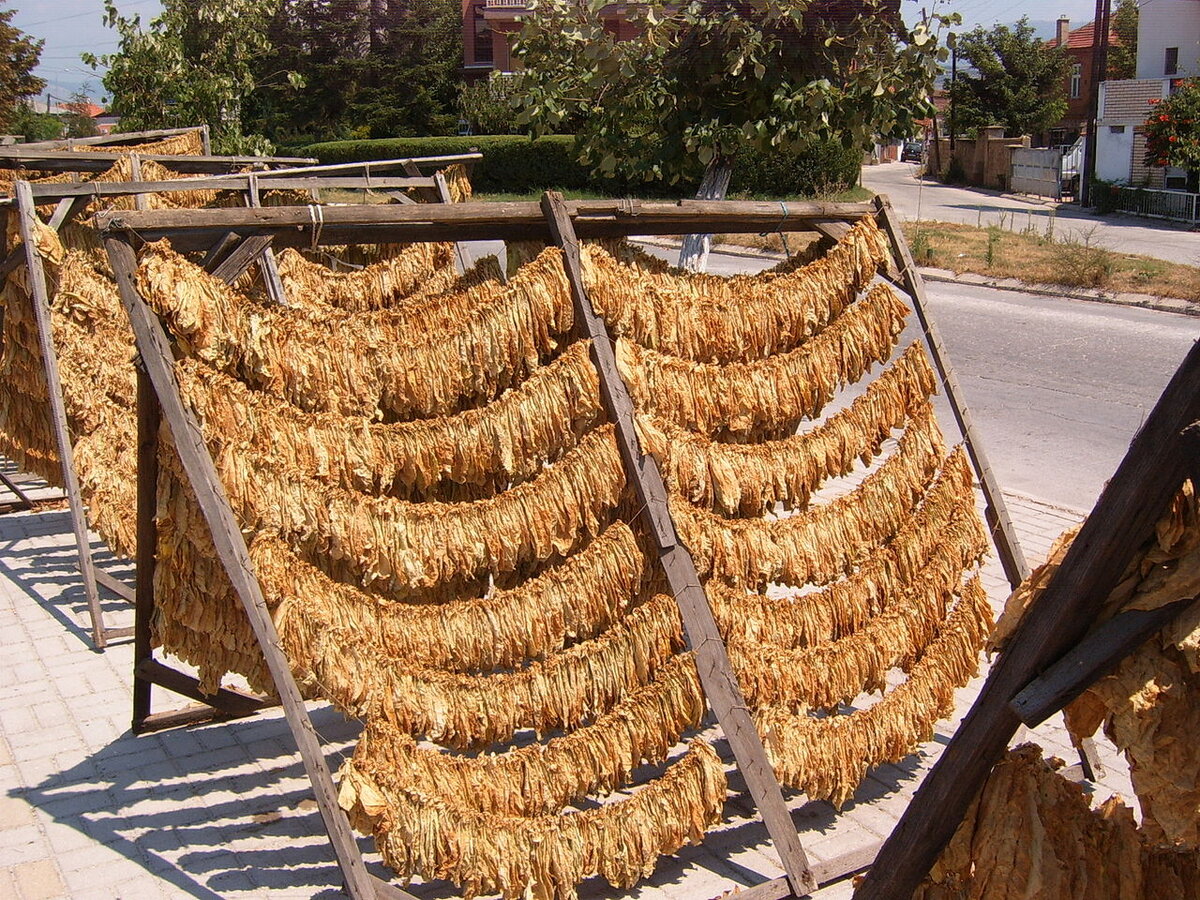 Автор: Nenad Bumbić - собственная работа, CC BY 3.0, https://commons.wikimedia.org/w/index.php?curid=7532473