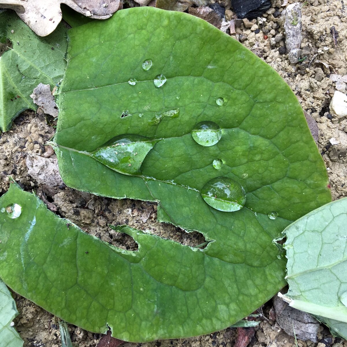 Разбитое сердце Лорана