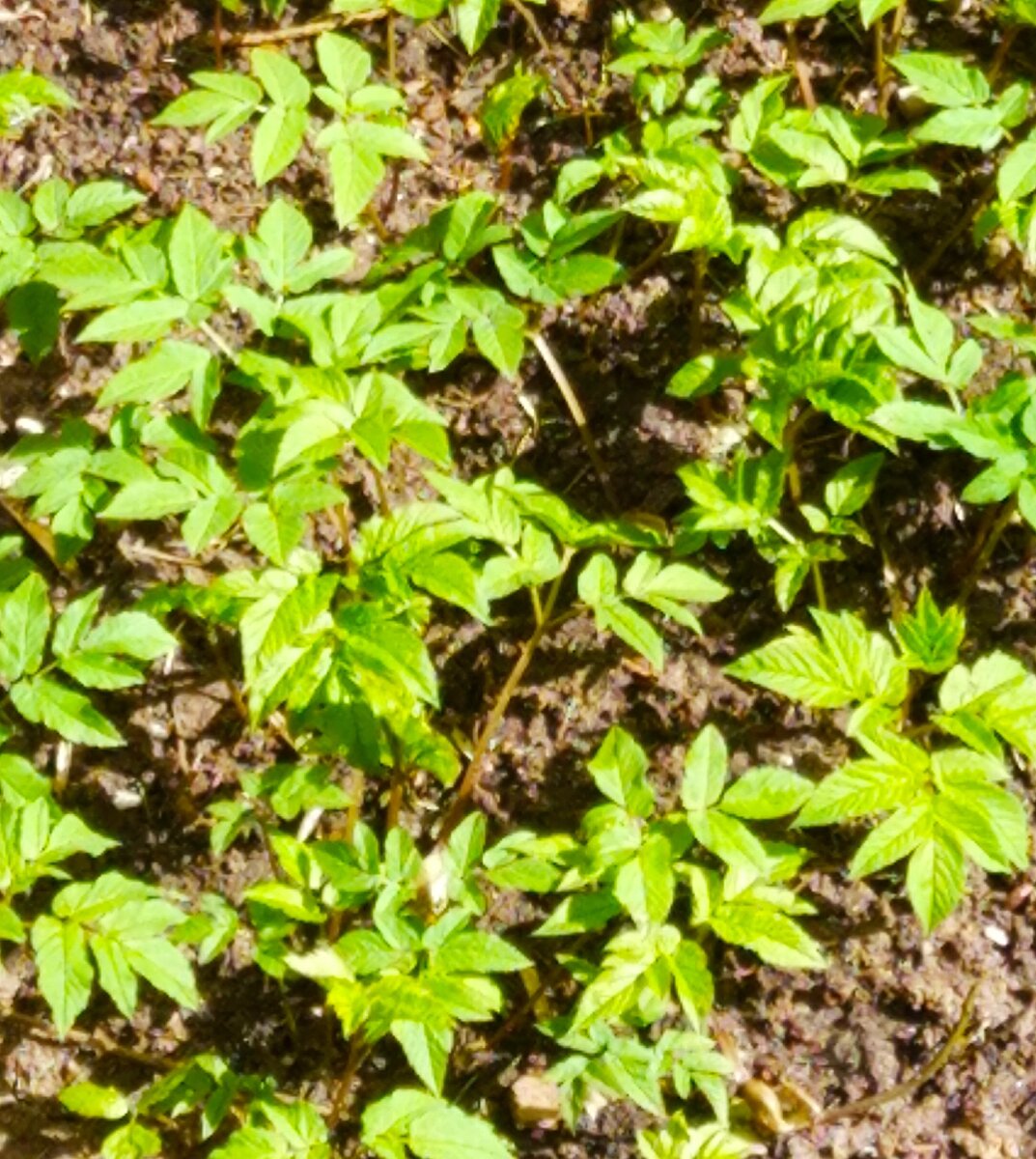 Трава у дома. Выросла моментально, как по мановению волшебной палочки. Прогулка моя. Фото моё.