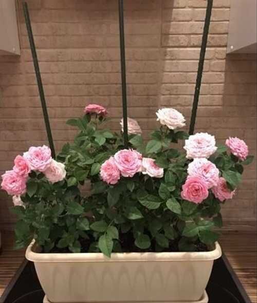 Роза Кордана кремово-розовая