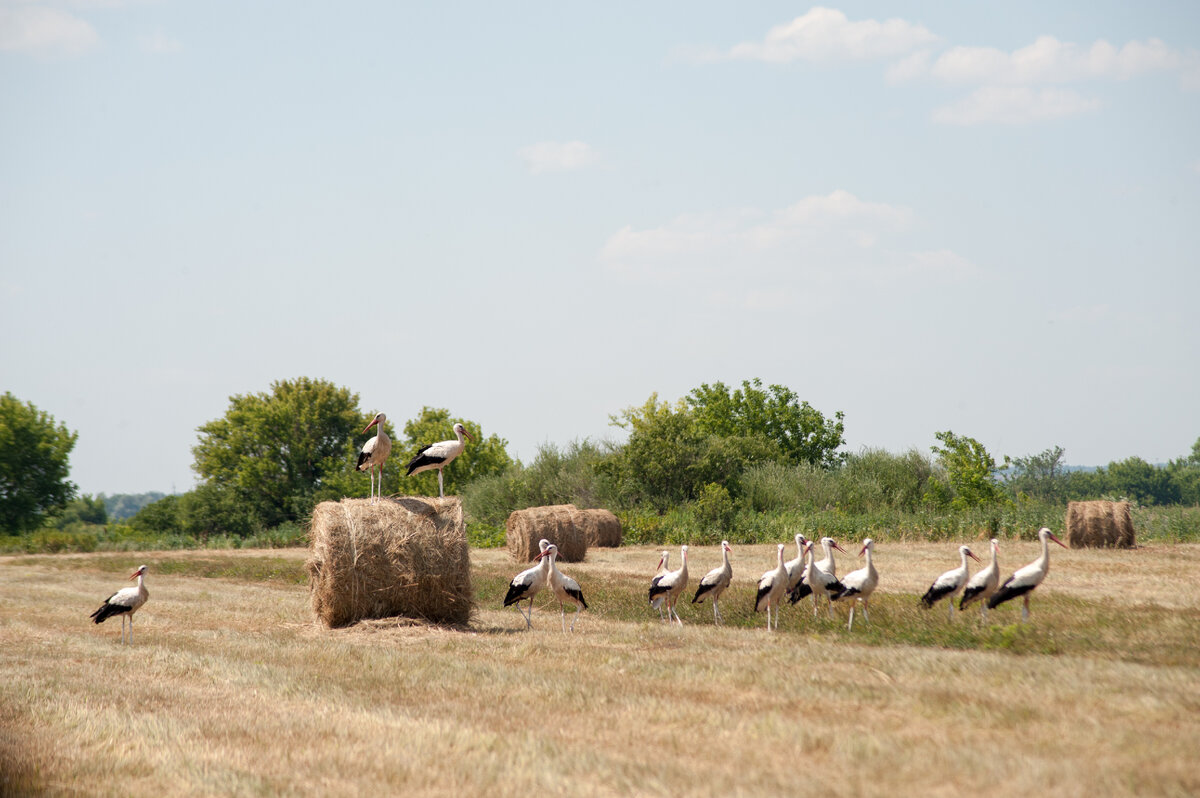 Аисты прилетают каждый год ,по словам трактористов которые работают на покосе, уже 3 года точно,.