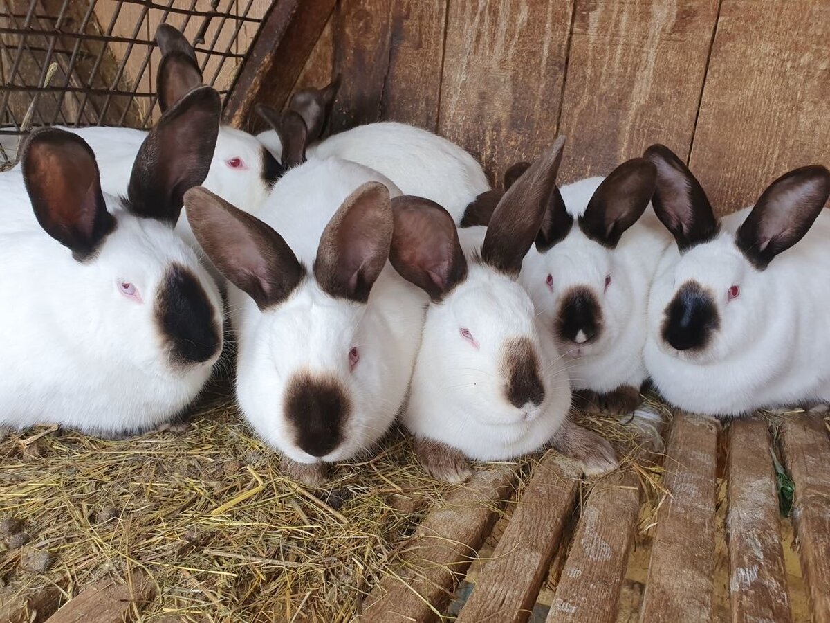 Они могут обитать в стандартных клетках с любым напольным покрытием. Фото взято в свободном доступе.