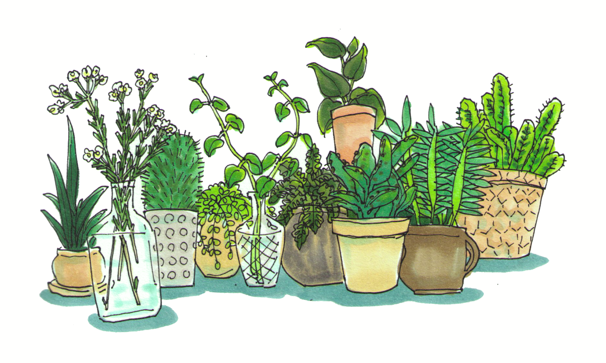 Уход за комнатными растениями и правила очистки их от пыли