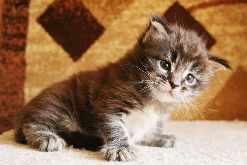 Котенок мейн-кун в возрасте 3 недели