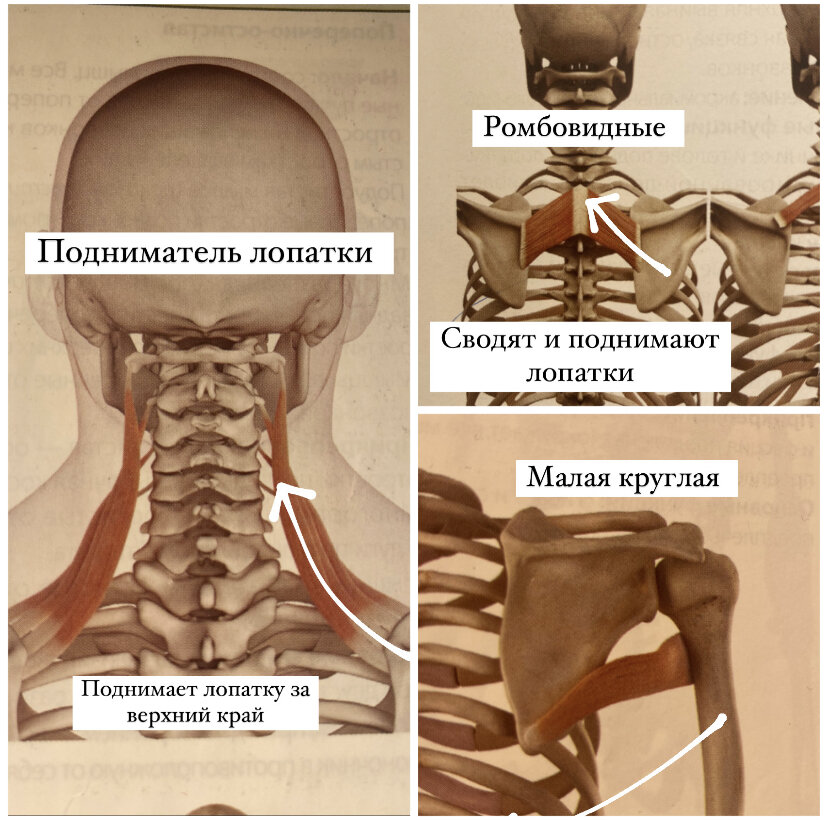 Почему болит плечо после сна?