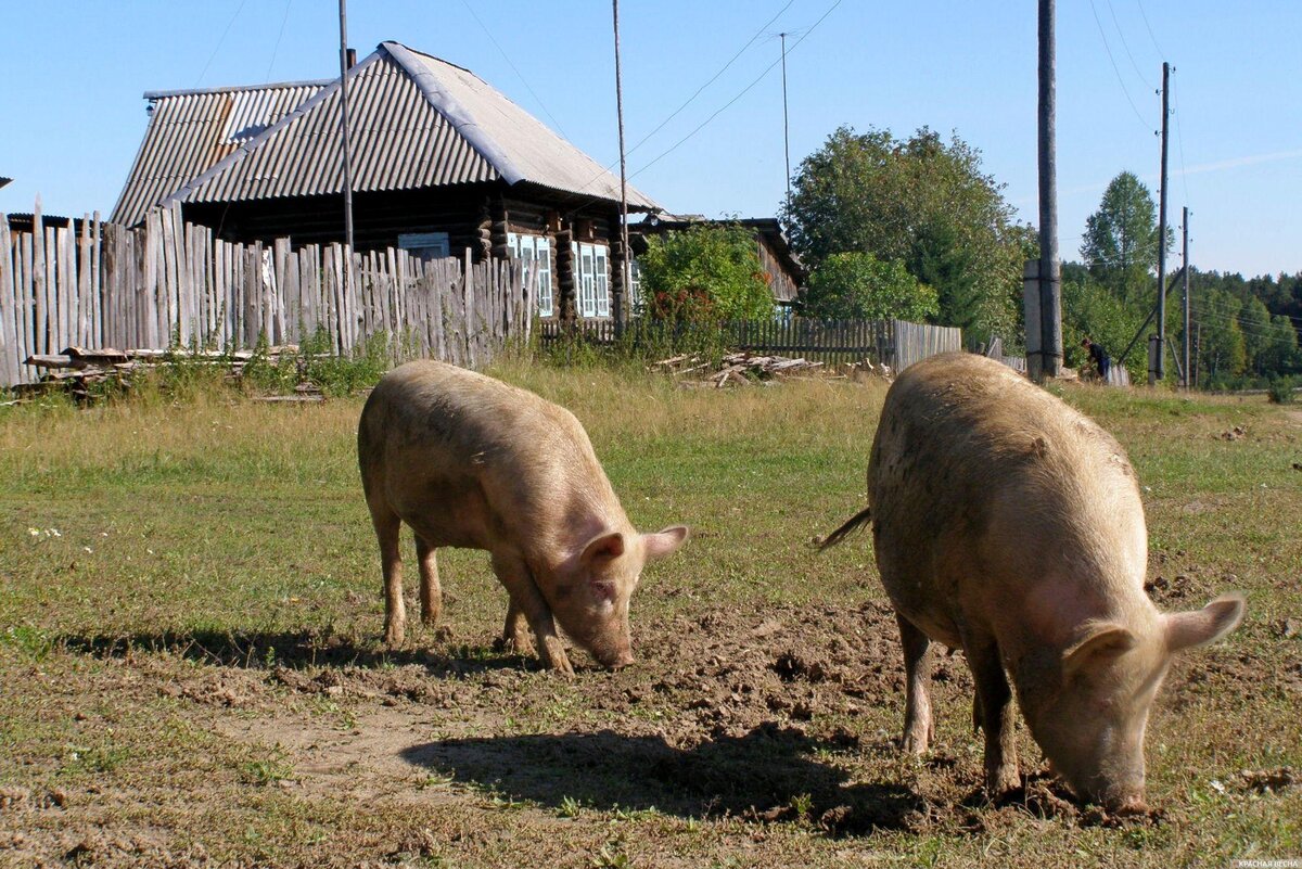 На прогулке