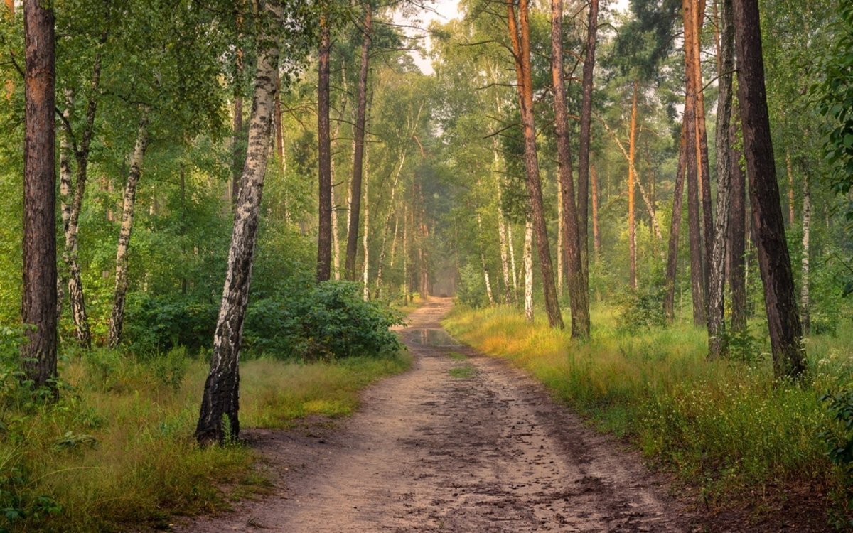 Картинка тропинка в лесу