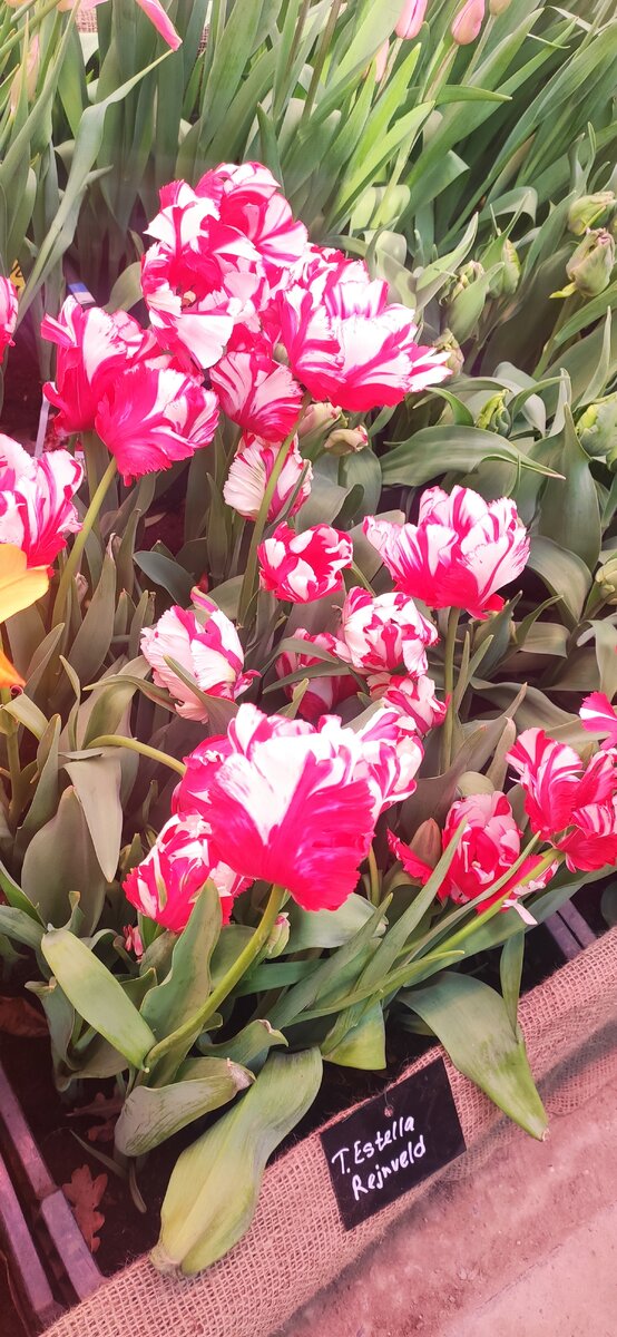 "Репетиция к весне" выставка.