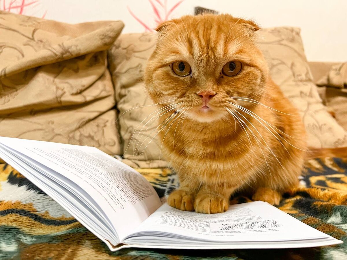 Тихон ищет материалы для статьи