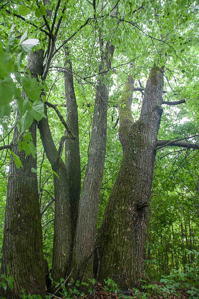 "Куст" дубов в священной марийской роще