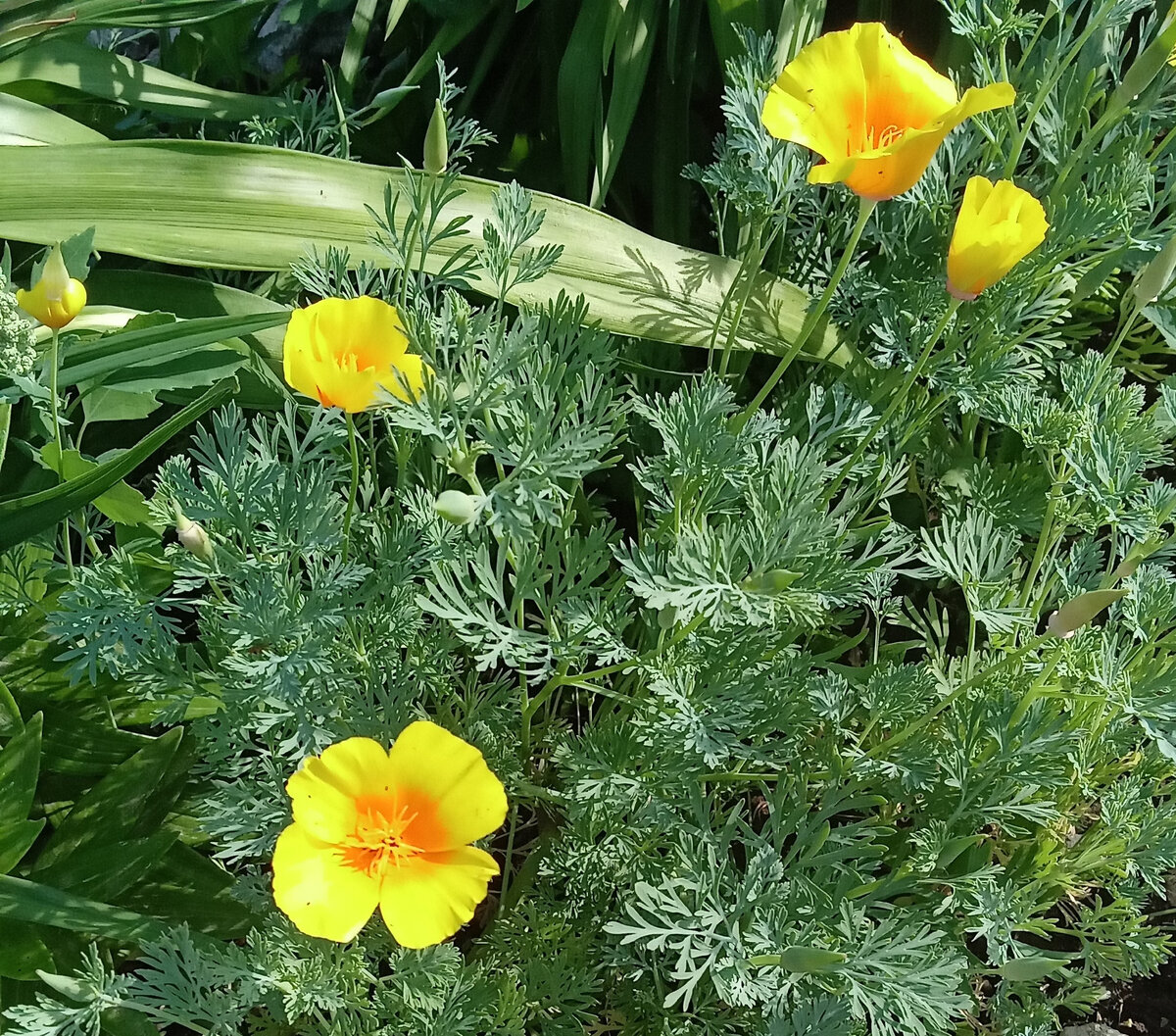 Мои милые эшшольции. Фото автора канала.