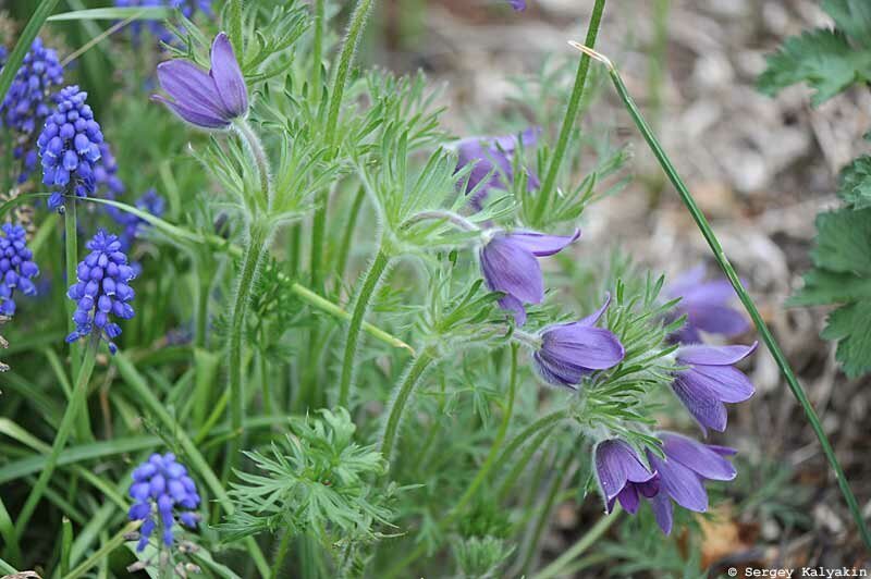 Прострел обыкновенный