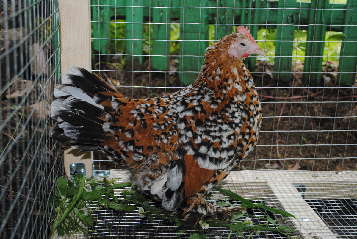 Курочка по имени Вахмурка.