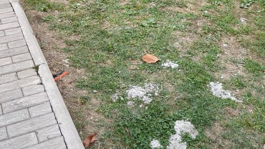 Великий Чиптюнер | мужчина кайфует в парке | Дзен