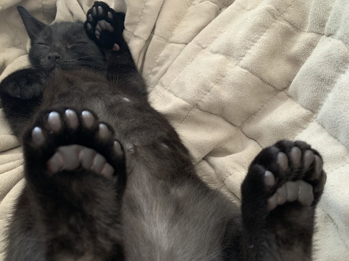источник фото: https://koshka.top/uploads/posts/2021-11/1638093460_27-koshka-top-p-paltsi-u-koshek-na-perednikh-lapakh-30.jpg