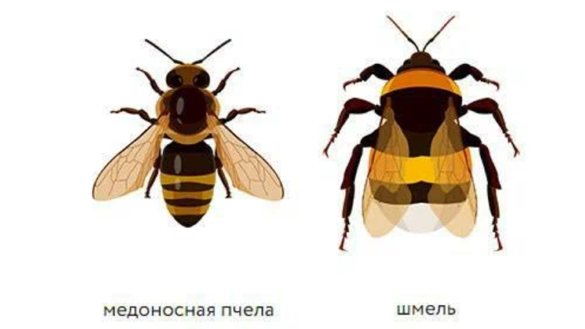 Мёд с мужским характером создают шмели, работая по 17 часов в сутки (почему  засекречена технология разведения мохнатых) | Не гуглится | Дзен