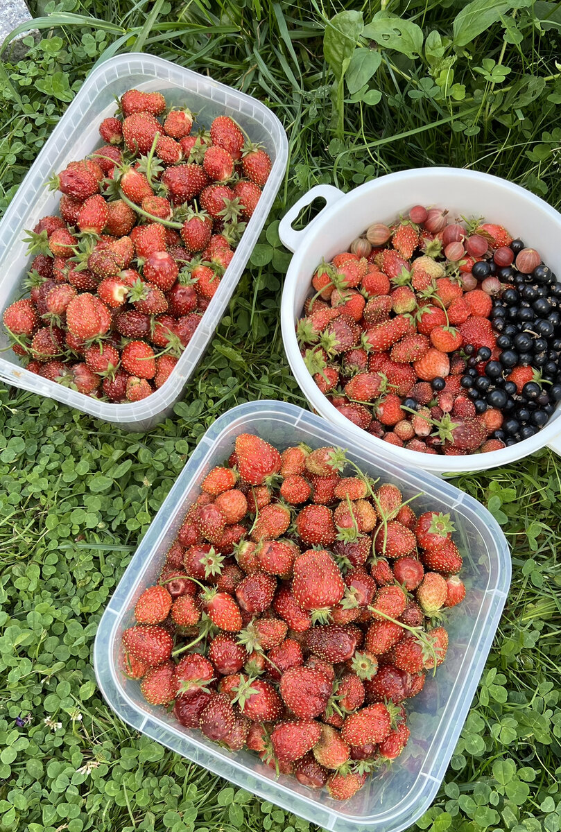 Каждые выходные собираем приличное количество ягод ( кокинская отборная) 