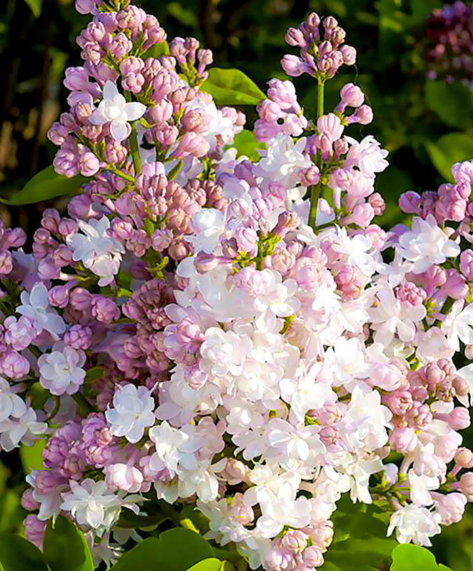 "Красавица Москвы".Фото из Сети.