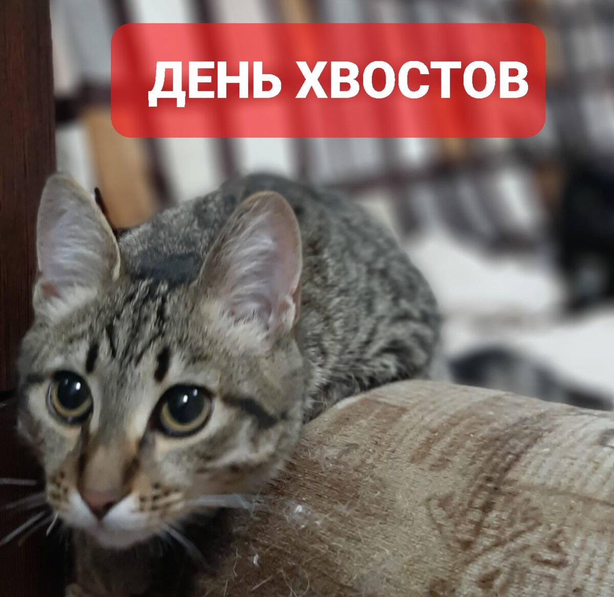 Ясио