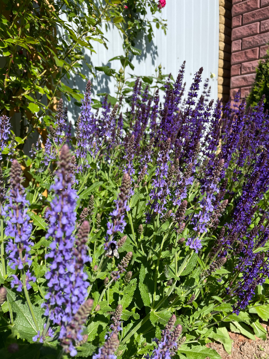 Оттенки сортов шалфея: синий «Блаухегел» + фиолетовый «Майнахт».