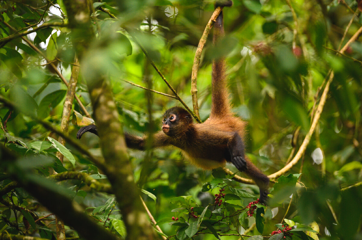 <a href="https://ru.freepik.com/free-photo/selective-focus-shot-of-an-adorable-small-monkey-on-the-tree_20605295.htm#page=2&query=%D0%91%D1%80%D0%B0%D0%B7%D0%B8%D0%BB%D0%B8%D1%8F%20%D0%B4%D0%B6%D1%83%D0%BD%D0%B3%D0%BB%D0%B8&position=1&from_view=search&track=ais">Изображение от wirestock</a> на Freepik