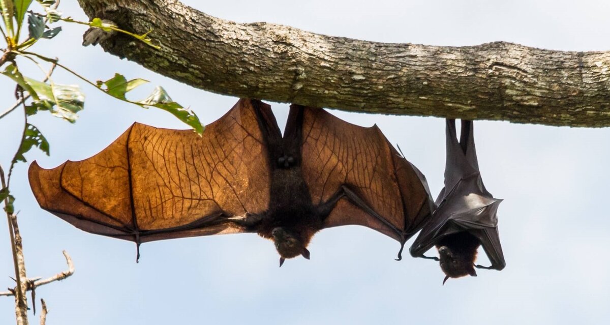 Ставит перевёрнутый лайк☻