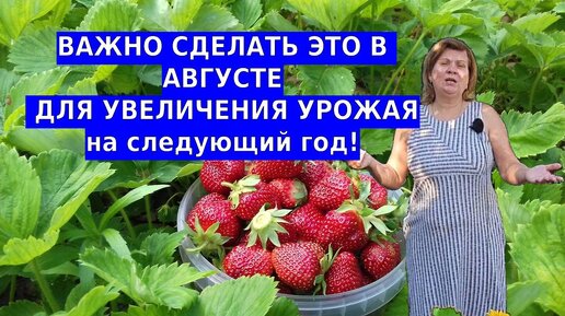 Что делать с клубникой в августе - важные 3 шага, чтобы клубника восстановилась