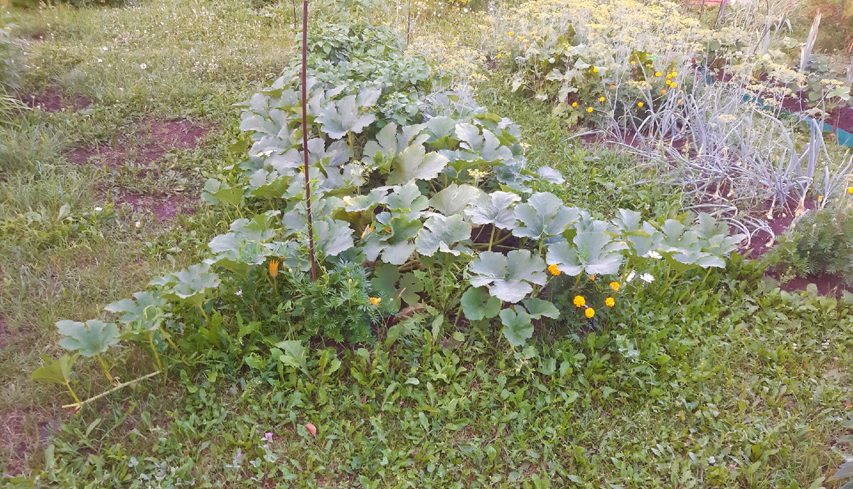 в ширину три грядки.