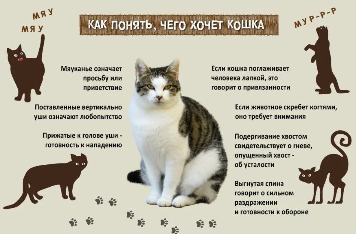 Сколько раз котенок ходит по большому. Как понять кота. Поведение кошек. Как понять что хочет кошка. Как понять что кот хочет кошечку.