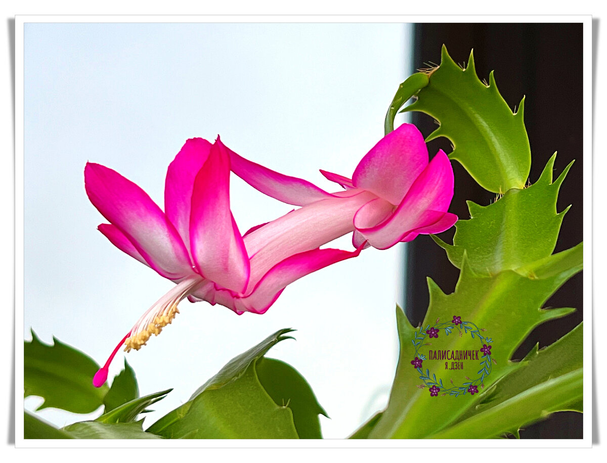 Такой вот клёвый 🤗