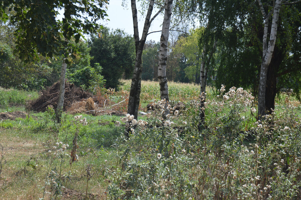 Фото автора. 13.08.2023. Это не Сибирь, это Кубань, но немного похоже.