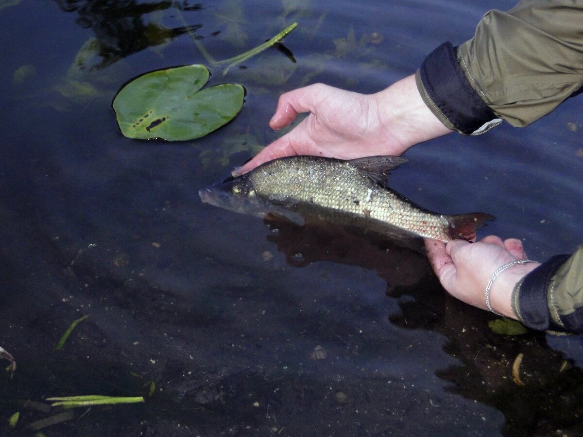 Рыбалка в панфилово кемеровская область. Поймал щуку. Алтай рыбалка александр в. Есть ли рыба в реке поповка в пязелево. Рыболовный клуб судак.