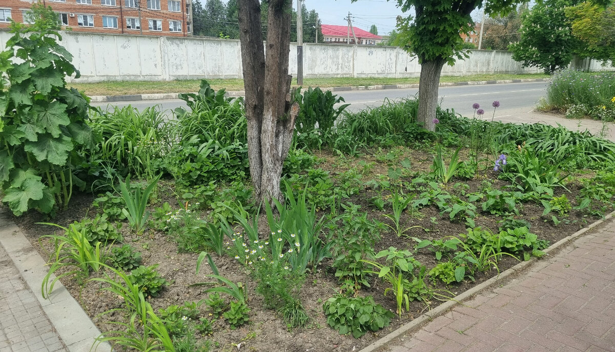 Палисадник. Через дорогу за белым забором больничный комплекс.