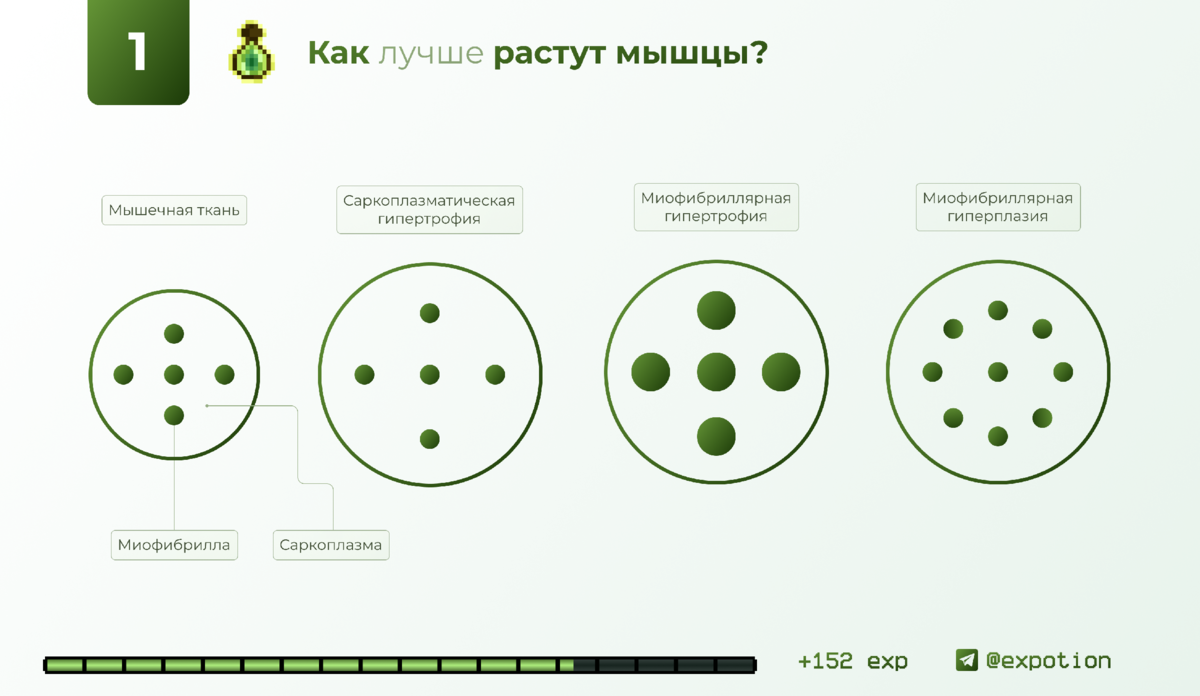 Саркоплазматическая и Миофибриллярная гипертрофия мышц @expotion 