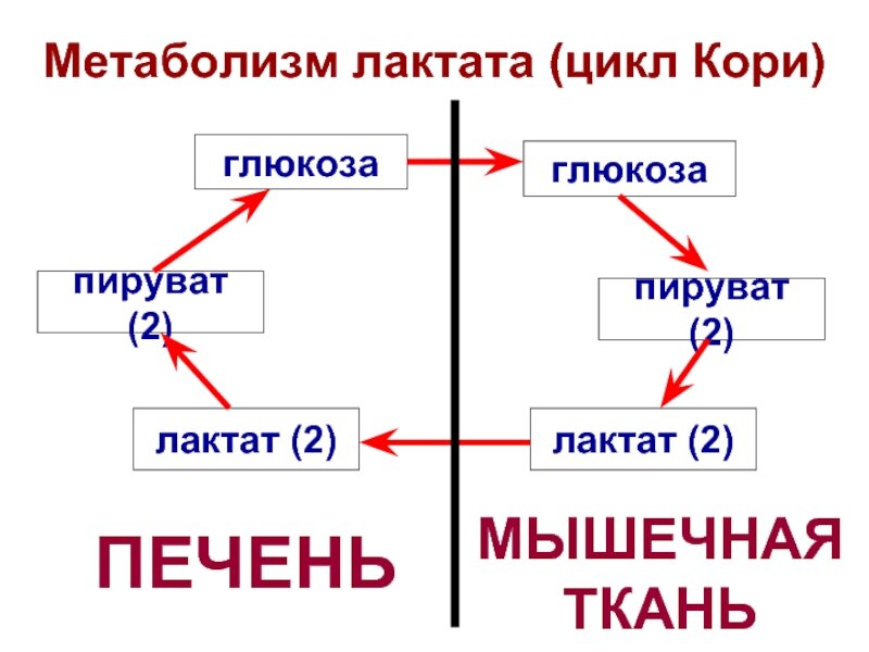 Лактат меди. Лактат и со2. Схема путей устранения лактата из организма. Лактат Словарная форма. Образование и распад лактаты рисунок схема.