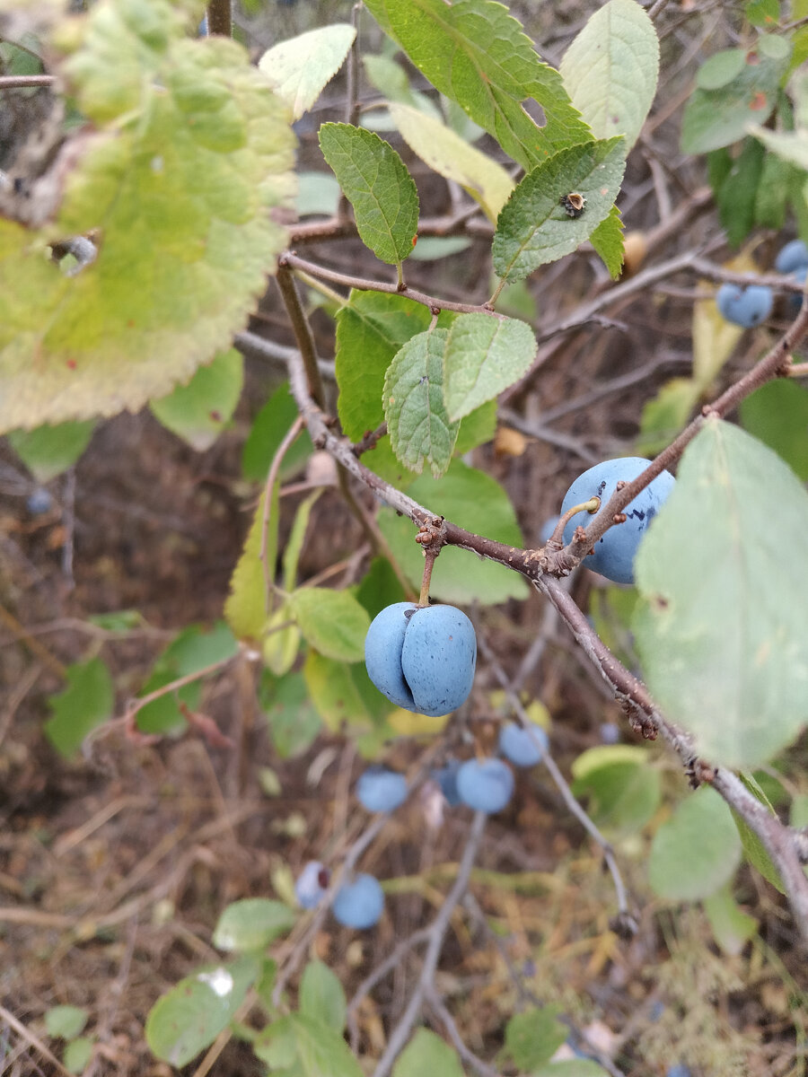 Фото автора. 